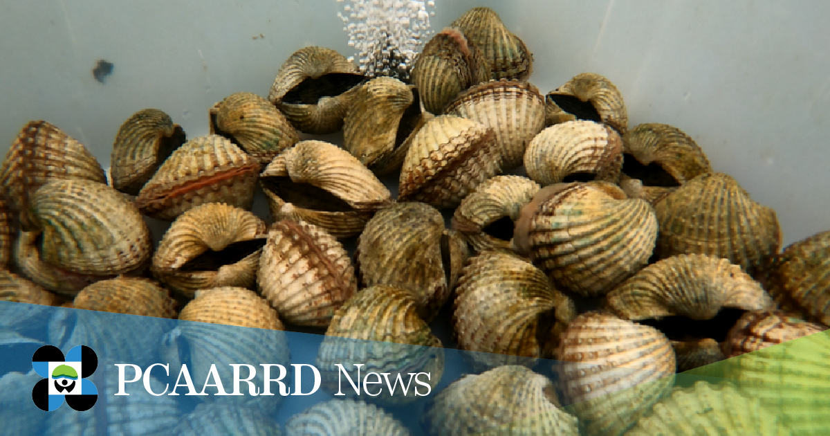 UPV develops hatchery technique for blood cockles in Western Visayas